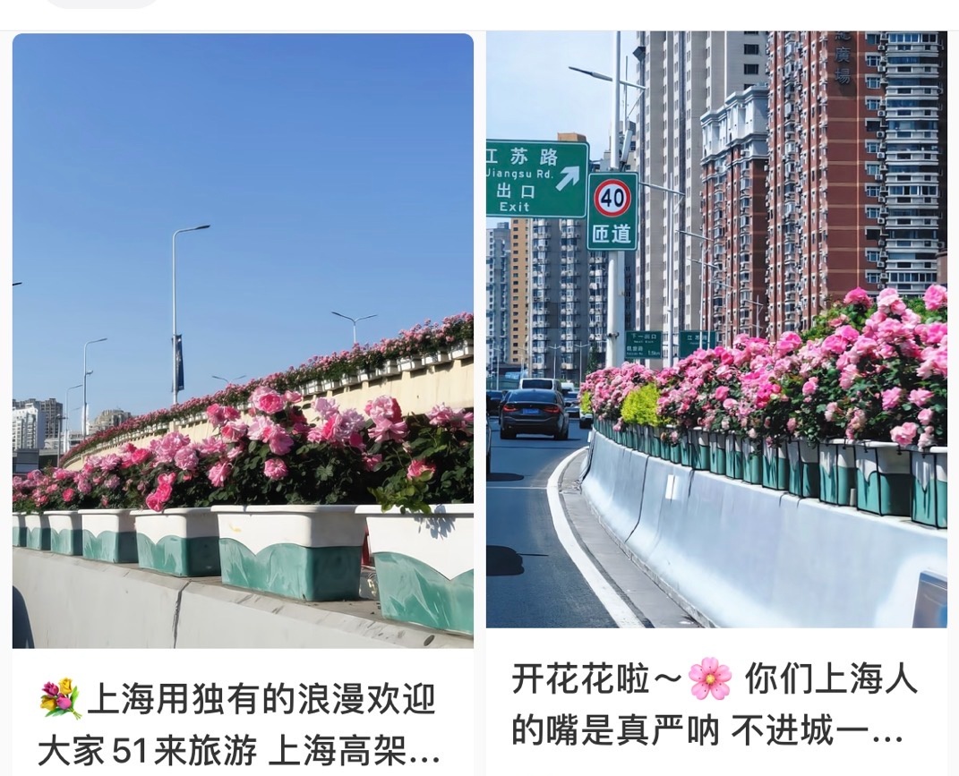 上海是懂浪漫的!一年一度走花路,网友感慨:上海“美呆了” 上海是懂浪漫的!一年一度走花路,网友感慨:上海“美呆了”