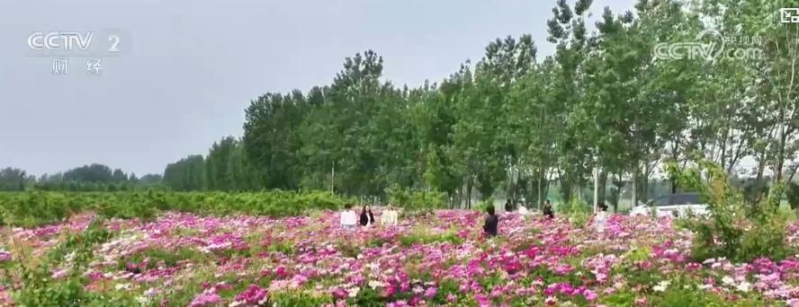 多地鲜花进入盛放期 “赏花盛宴”激发旅游消费新活力