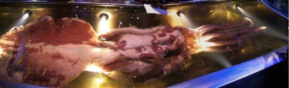 深海魅影:人类首次在自然栖息地拍摄到巨型乌贼 深海魅影:人类首次在自然栖息地拍摄到巨型乌贼