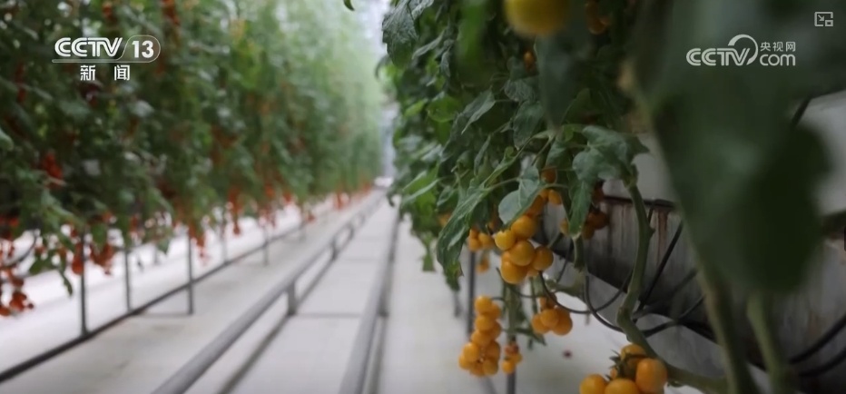 量足、品丰、价稳!百姓餐桌消费“基本盘”“五一”假期市场供应有保障 量足、品丰、价稳!百姓餐桌消费“基本盘”“五一”假期市场供应有保障