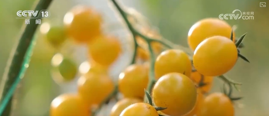 量足、品丰、价稳!百姓餐桌消费“基本盘”“五一”假期市场供应有保障 量足、品丰、价稳!百姓餐桌消费“基本盘”“五一”假期市场供应有保障