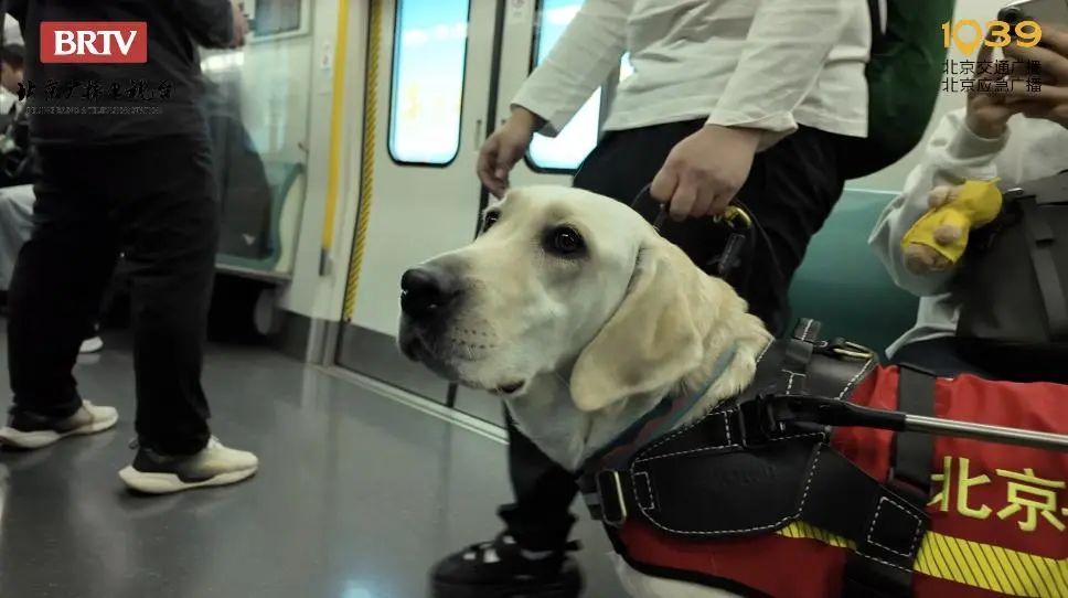 导盲犬芊芊：带你去春天