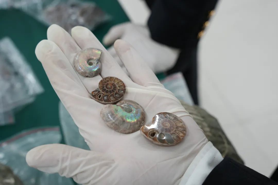 海关在出口快件渠道查获2366件古生物化石制品
