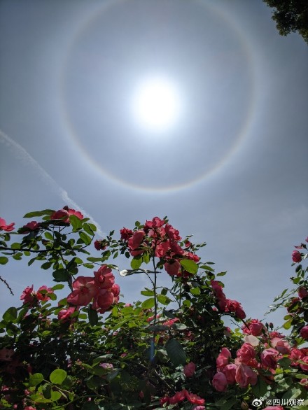见者好运！成都蛇年蛇月蛇日蛇时日晕