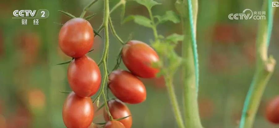 “菜篮子”丰盈、“肉蛋奶”足 !“五一”假期市场供应品种丰富、价格稳定 “菜篮子”丰盈、“肉蛋奶”足 !“五一”假期市场供应品种丰富、价格稳定