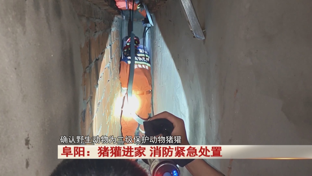 阜阳:猪獾“私闯民宅” ,消防“缉拿归案”! 阜阳:猪獾“私闯民宅” ,消防“缉拿归案”!