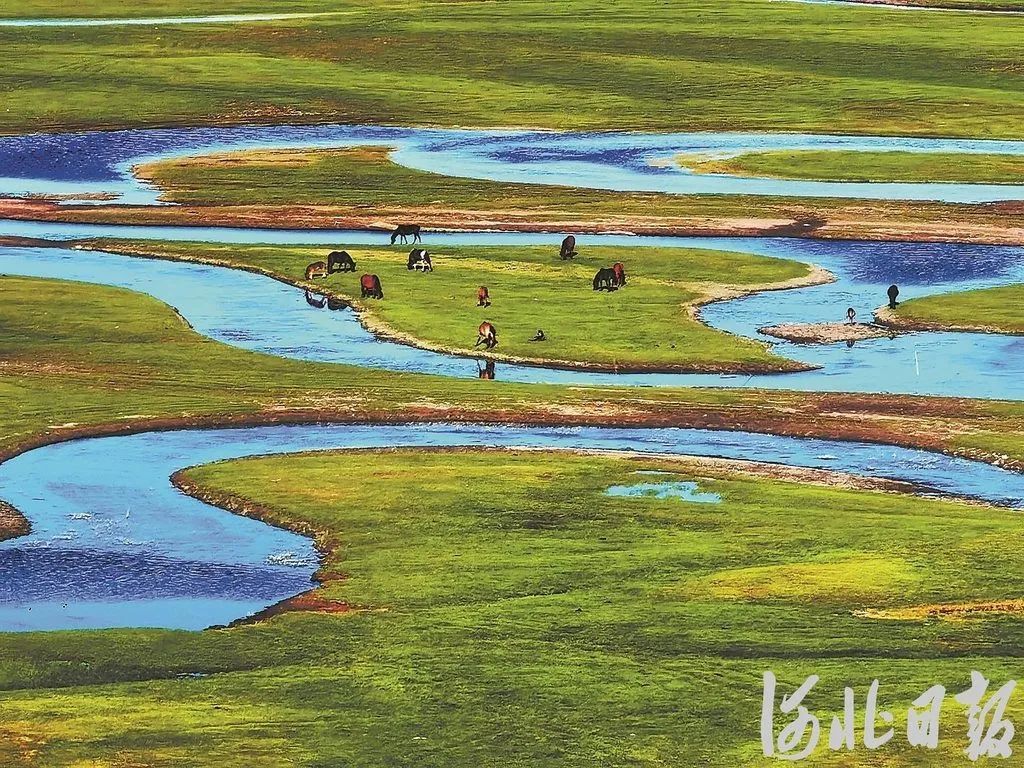 河北“花式宠粉”的心思,藏不住了 河北“花式宠粉”的心思,藏不住了