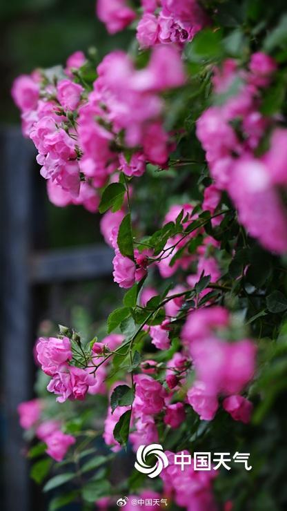 北京蔷薇花开满墙浪漫至极