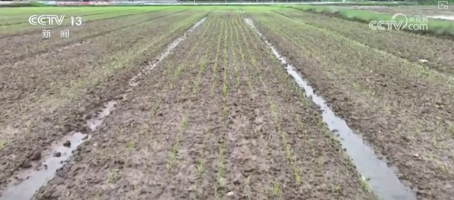 精播细作提质增效 智能农机成春耕生产“主角”