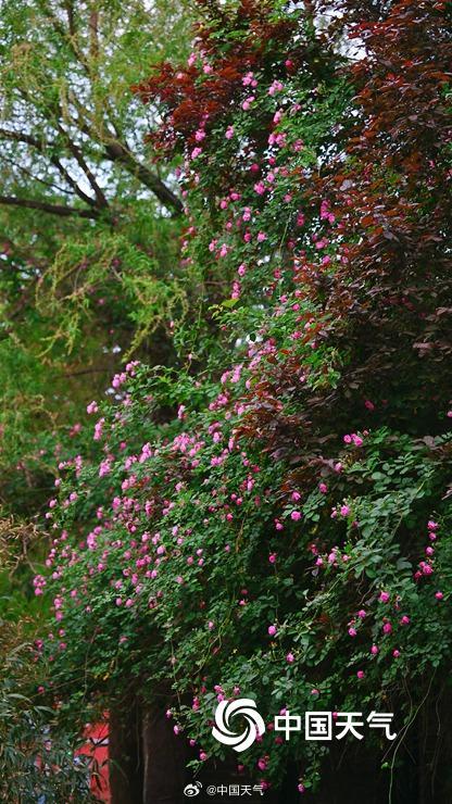 北京蔷薇花开满墙浪漫至极