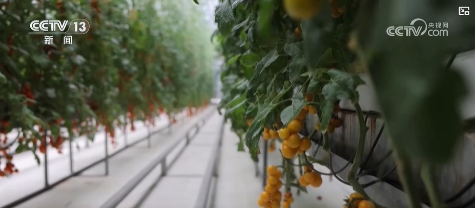 节前看市场：记者探访“菜篮子”生产基地