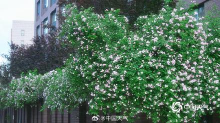 北京蔷薇花开满墙浪漫至极