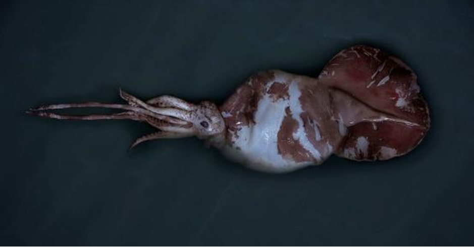 深海魅影:人类首次在自然栖息地拍摄到巨型乌贼 深海魅影:人类首次在自然栖息地拍摄到巨型乌贼