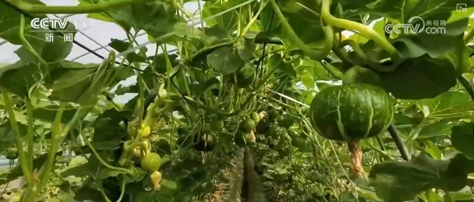 量足、品丰、价稳!百姓餐桌消费“基本盘”“五一”假期市场供应有保障 量足、品丰、价稳!百姓餐桌消费“基本盘”“五一”假期市场供应有保障