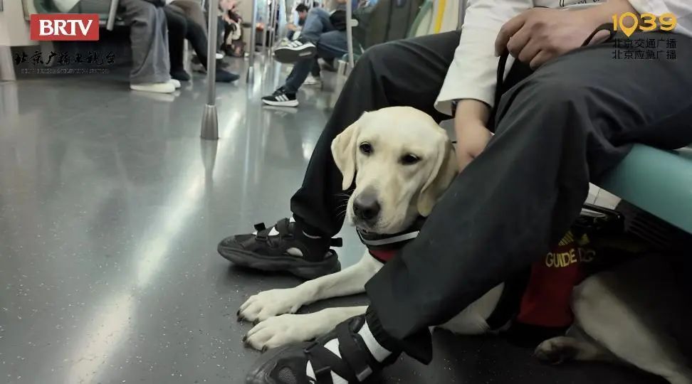 导盲犬芊芊：带你去春天