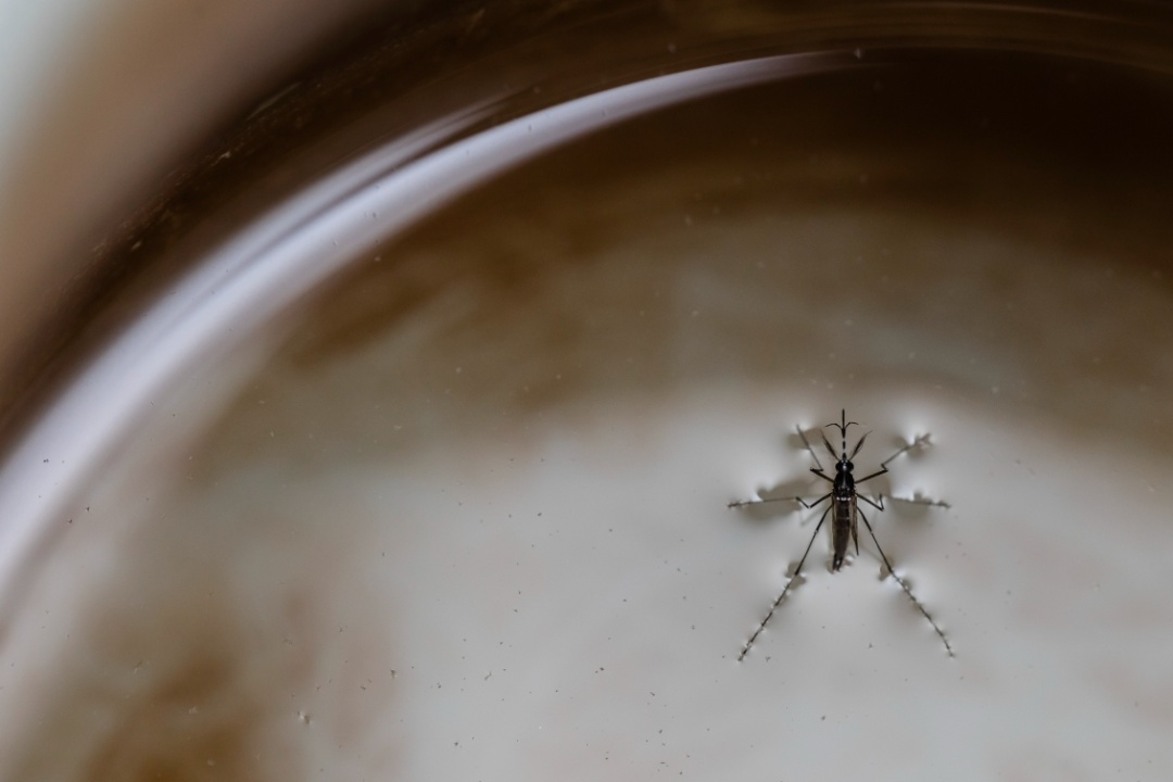 广东疾控发布“蚊子地图”，广州海珠、天河、白云、南沙均有街道“上榜”