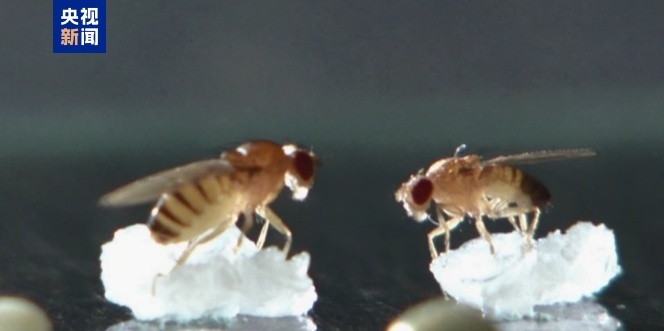 果蝇在中国空间站繁育三代 即将随神十九飞船返回