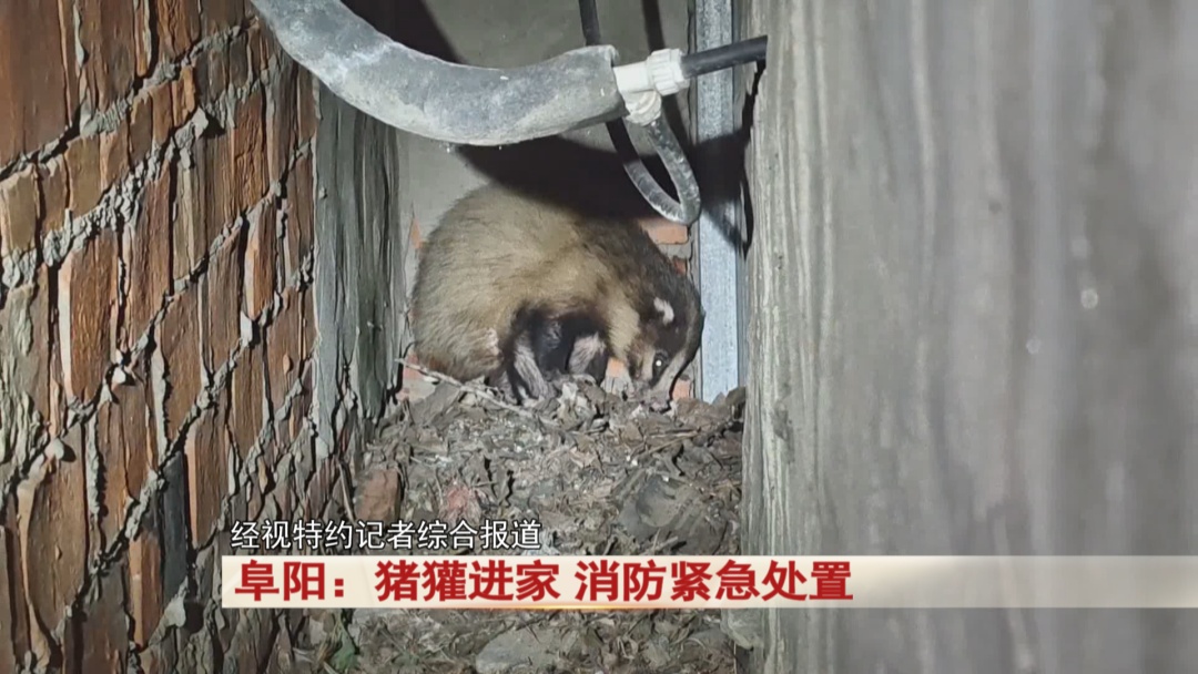 阜阳:猪獾“私闯民宅” ,消防“缉拿归案”! 阜阳:猪獾“私闯民宅” ,消防“缉拿归案”!