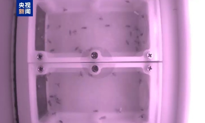 果蝇在中国空间站繁育三代 即将随神十九飞船返回