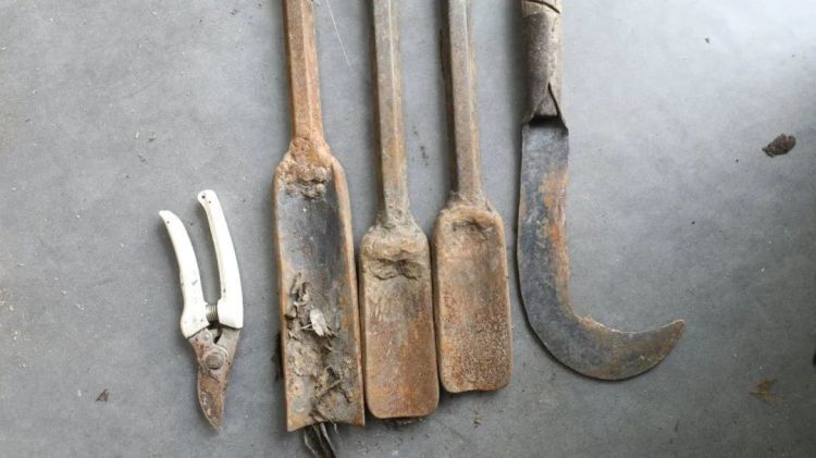 岛上的野草您别乱采,3人私挖牛大力被海警处罚 岛上的野草您别乱采,3人私挖牛大力被海警处罚