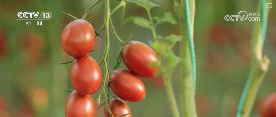 量足、品丰、价稳!百姓餐桌消费“基本盘”“五一”假期市场供应有保障 量足、品丰、价稳!百姓餐桌消费“基本盘”“五一”假期市场供应有保障