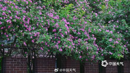 北京蔷薇花开满墙浪漫至极