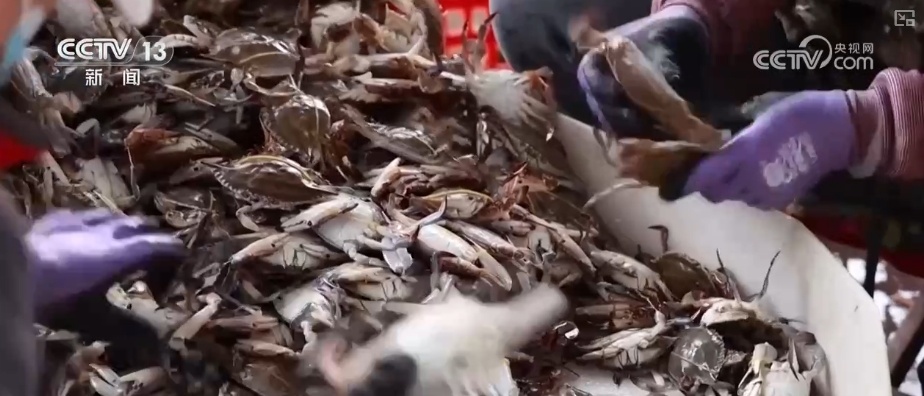 量足、品丰、价稳!百姓餐桌消费“基本盘”“五一”假期市场供应有保障 量足、品丰、价稳!百姓餐桌消费“基本盘”“五一”假期市场供应有保障