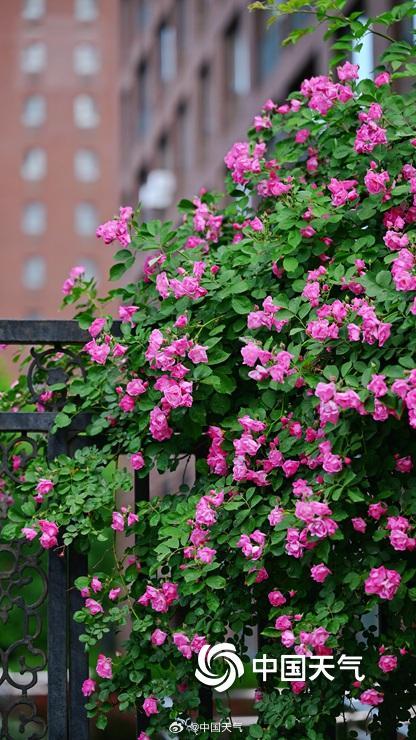 北京蔷薇花开满墙浪漫至极