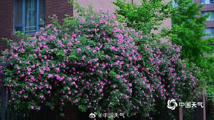 北京蔷薇花开满墙浪漫至极
