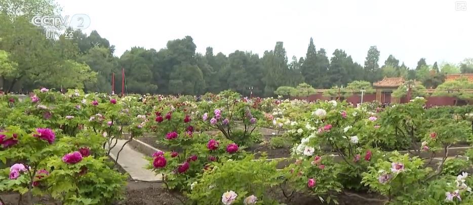 多地鲜花进入盛放期 “赏花盛宴”激发旅游消费新活力