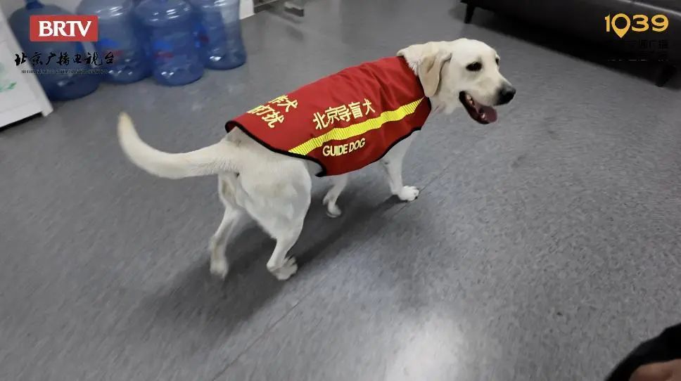 导盲犬芊芊：带你去春天