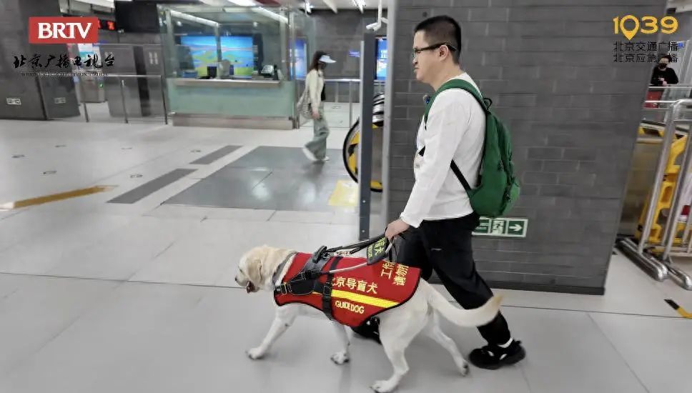 导盲犬芊芊：带你去春天