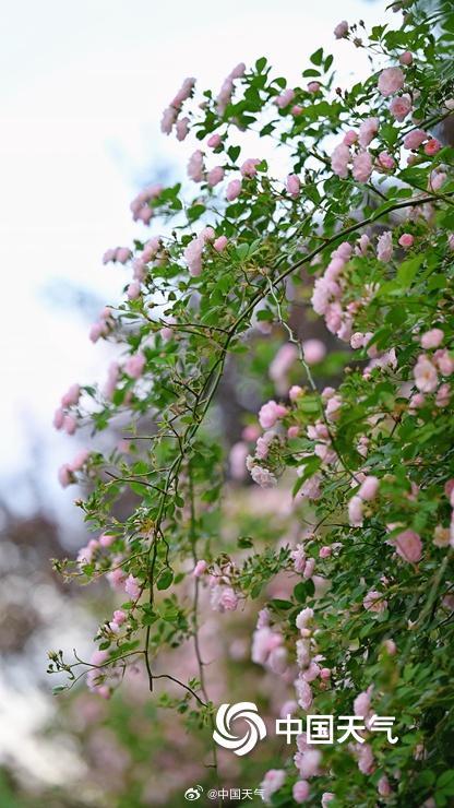 北京蔷薇花开满墙浪漫至极