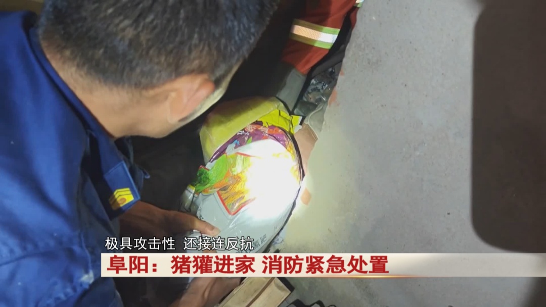 阜阳:猪獾“私闯民宅” ,消防“缉拿归案”! 阜阳:猪獾“私闯民宅” ,消防“缉拿归案”!