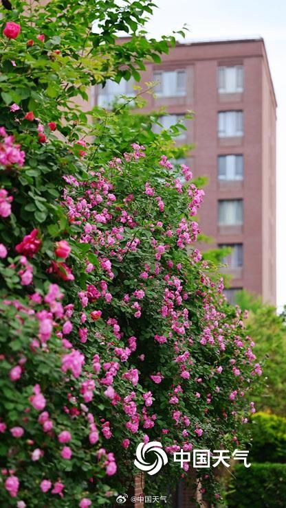 北京蔷薇花开满墙浪漫至极
