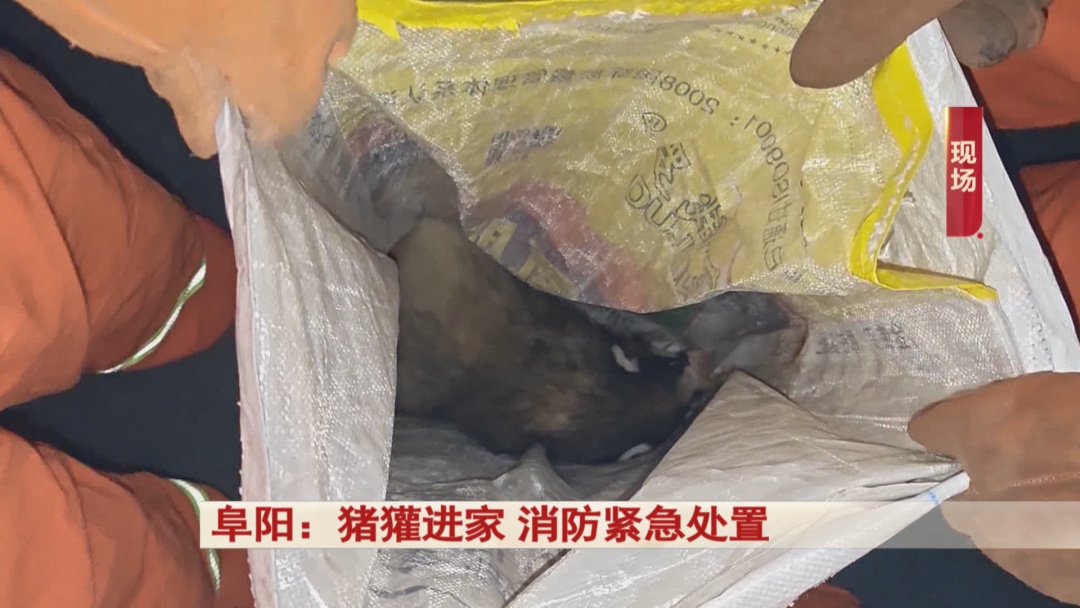 阜阳:猪獾“私闯民宅” ,消防“缉拿归案”! 阜阳:猪獾“私闯民宅” ,消防“缉拿归案”!