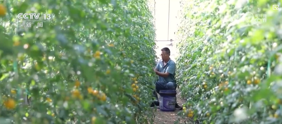 节前看市场：记者探访“菜篮子”生产基地