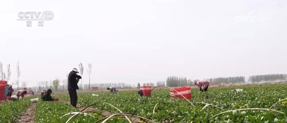 量足、品丰、价稳!百姓餐桌消费“基本盘”“五一”假期市场供应有保障 量足、品丰、价稳!百姓餐桌消费“基本盘”“五一”假期市场供应有保障