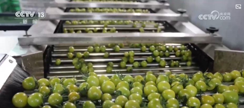 节前看市场：记者探访“菜篮子”生产基地