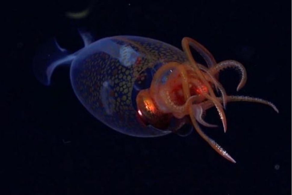 深海魅影:人类首次在自然栖息地拍摄到巨型乌贼 深海魅影:人类首次在自然栖息地拍摄到巨型乌贼