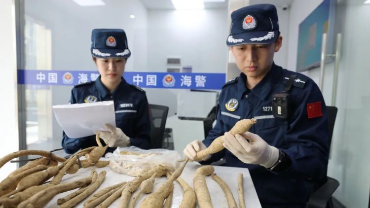 岛上的野草您别乱采,3人私挖牛大力被海警处罚 岛上的野草您别乱采,3人私挖牛大力被海警处罚