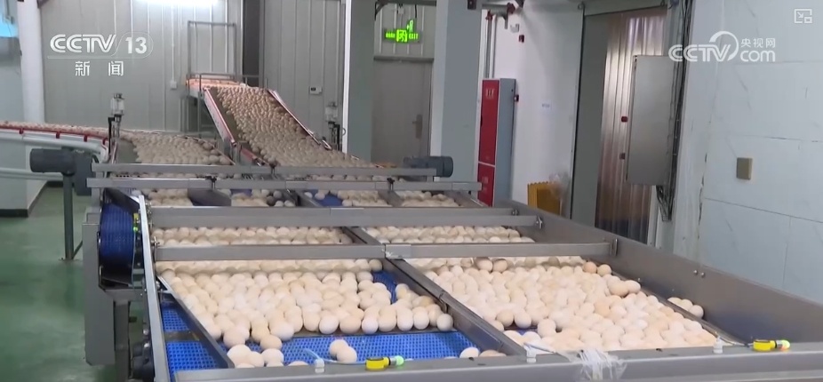 量足、品丰、价稳!百姓餐桌消费“基本盘”“五一”假期市场供应有保障 量足、品丰、价稳!百姓餐桌消费“基本盘”“五一”假期市场供应有保障