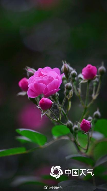 北京蔷薇花开满墙浪漫至极