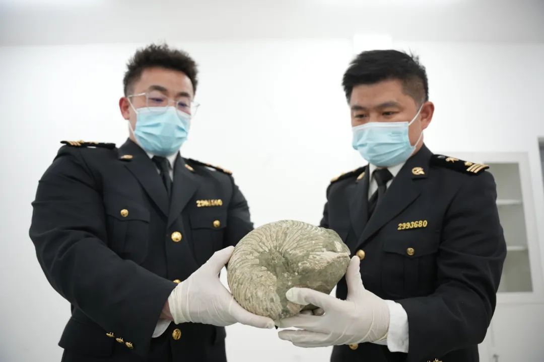 海关在出口快件渠道查获2366件古生物化石制品
