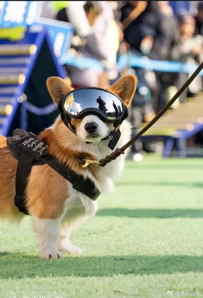 抢夺小朋友烤肠，工作期间不听上级指挥！警犬福仔被通报