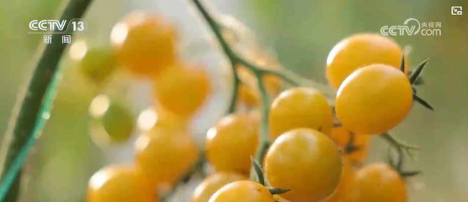 节前看市场：记者探访“菜篮子”生产基地