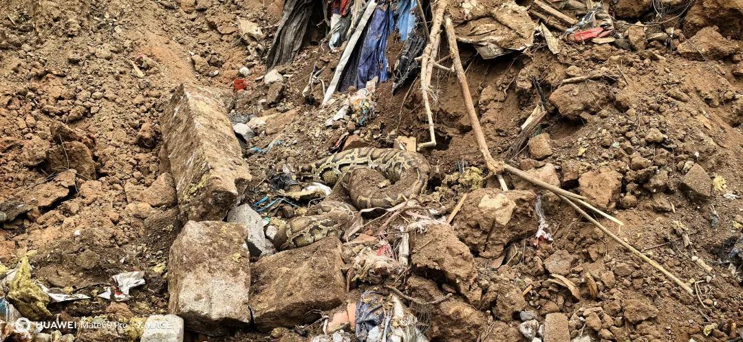 厦门翔安机场工地突现两条巨蟒!一条重达百斤 厦门翔安机场工地突现两条巨蟒!一条重达百斤