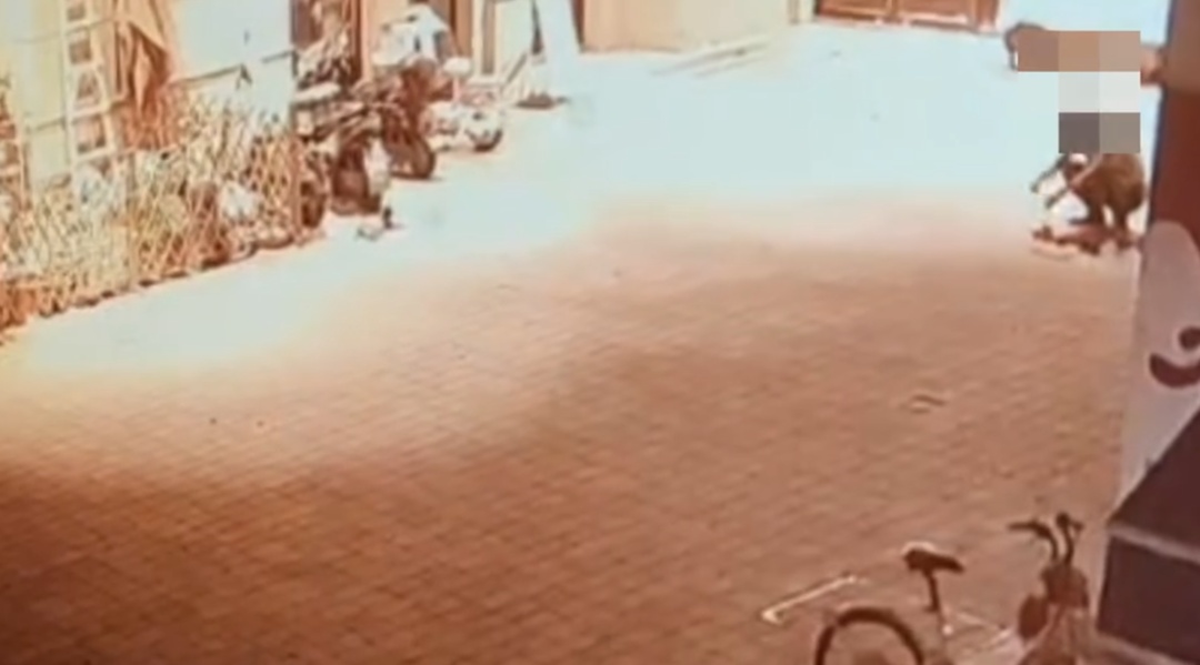 成都一男子用弓虐杀小猫,致1死1重伤,已被警方行拘 成都一男子用弓虐杀小猫,致1死1重伤,已被警方行拘