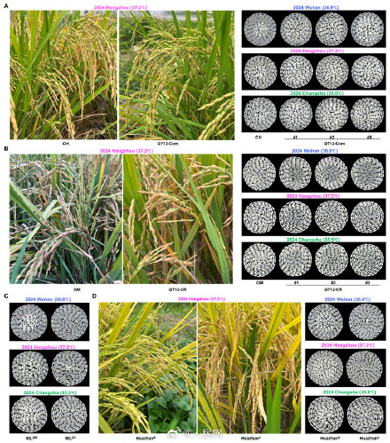 我国发现破解水稻抗高温基因开关 我国发现破解水稻抗高温基因开关