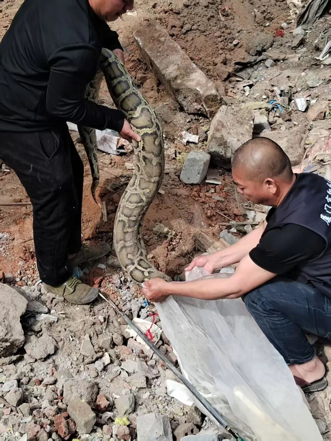 厦门翔安机场工地突现两条巨蟒!一条重达百斤 厦门翔安机场工地突现两条巨蟒!一条重达百斤